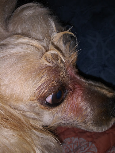 Miss Daisy Pet Grooming L.L.C.