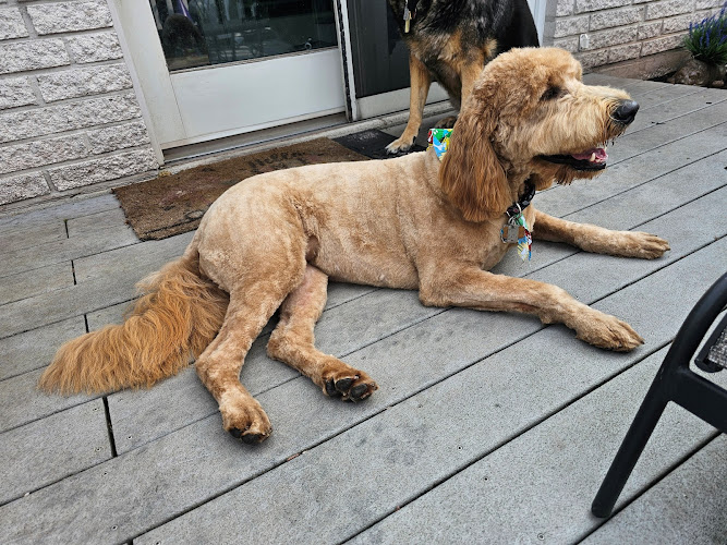 Miss Doolittles Pet Salon & Boutique