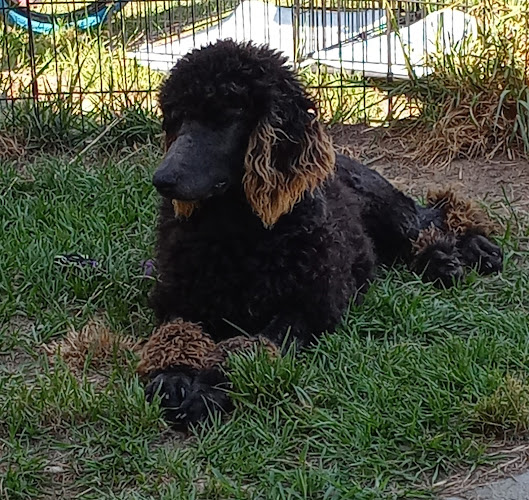 Miss Vickie's Grooming Salon