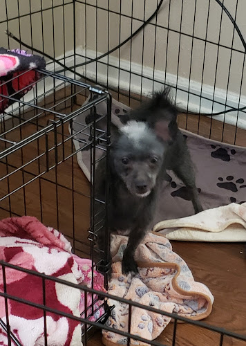 Mission Pet Mart, Inc.