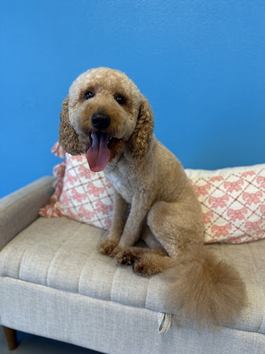 Misty’s Top Dog Grooming