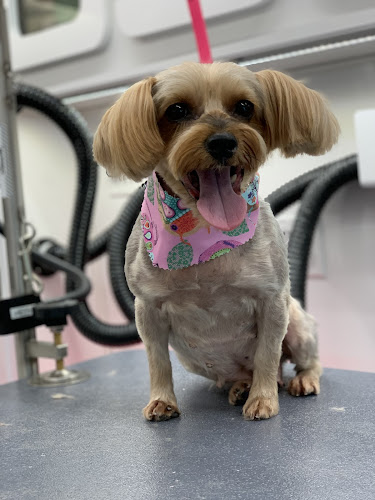 Miyabi The Groomer Mobile Dog Grooming