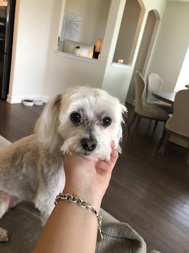 Mobile Dog Grooming and Training