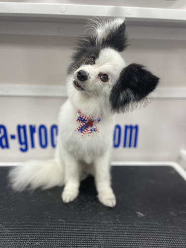 Mobile Dog Grooming DIANA