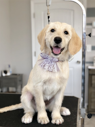 ModernAve Pet Parlor