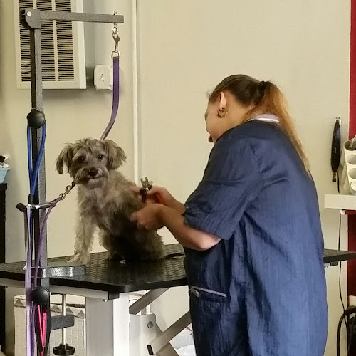 Montclair Pet Grooming
