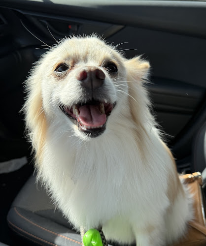 Moon Doggy's Grooming