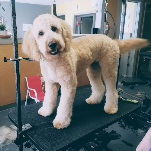 Mountain Mutts Salon