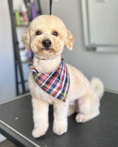 MpireGroom Pet Grooming