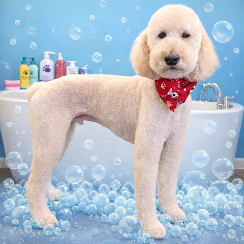 Mrs B's Puppy Groom Room