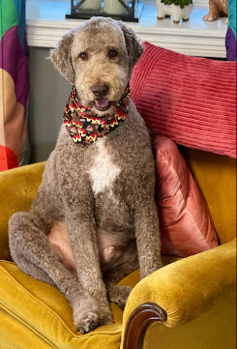 Ms. Honeybees Grooming Company