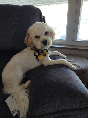 Muddy Mutts Grooming