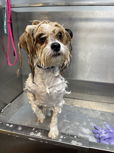 Muddy Paws Self-Wash, Pet Supplies AND More