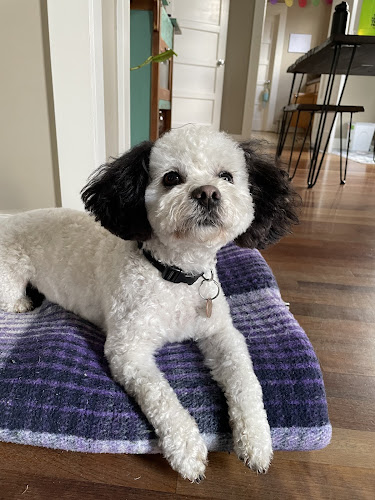 Mudpuppies Grooming On Lombard