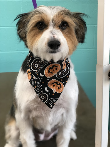 Must Love Dogs Daycare & Spa