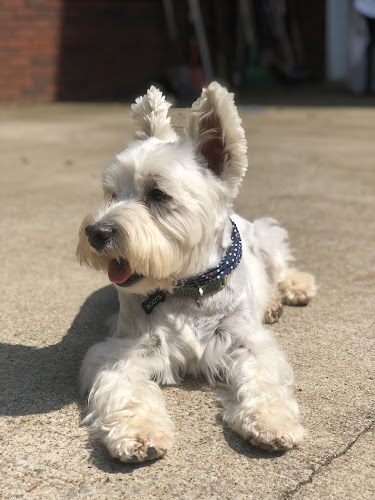 Mutley Crue Pet Grooming