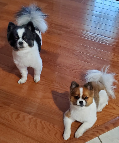 Mutt Masters Pet Grooming