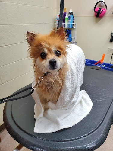 Muttamorphosis Dog Grooming