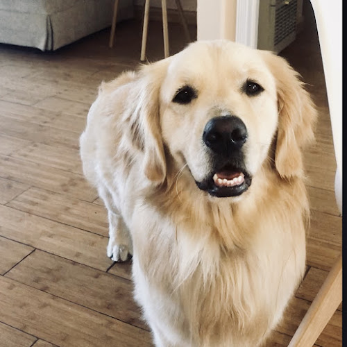 Muttley’s Playhouse