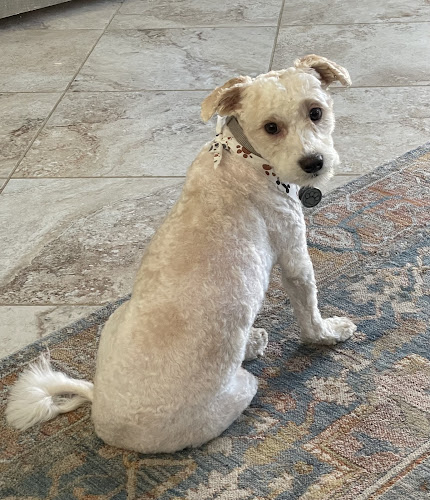 Mutts-N-More Grooming