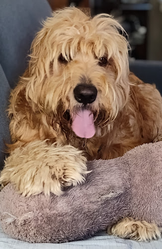 Mutts on Market Street