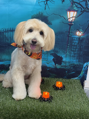 My Best Friend Dog Spa