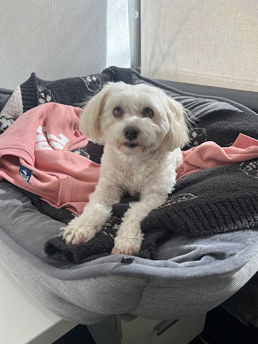 My Two Dogs Dog Grooming & Dog Training