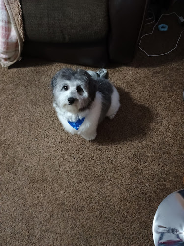 Mystic Paws Pet Grooming