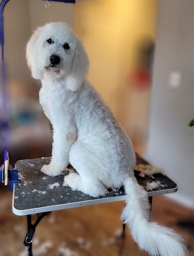 Nadia's Wash-N-Whiskers sPaw