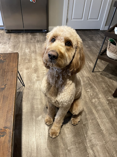 Natural Pet Grooming Salon