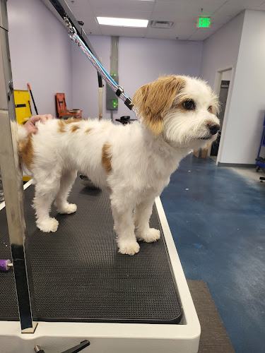 Nature's Design Dog Spa | Pet Groomer