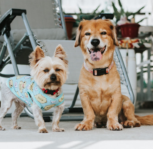 Navarre Beach Pet Resort
