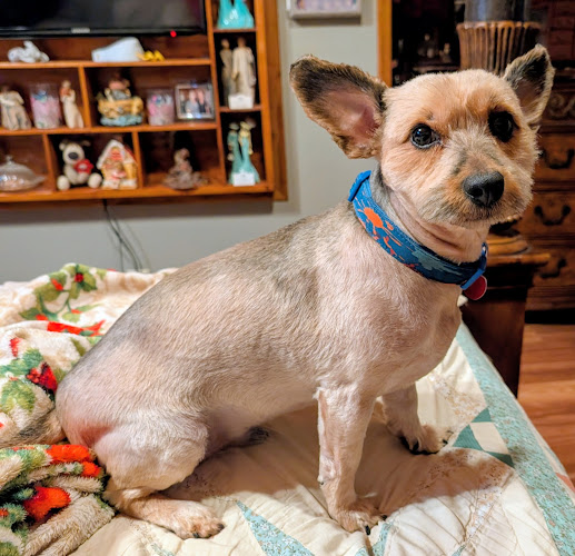 Neal Dog Grooming Salon