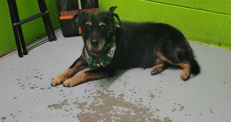 Neighborhood Groomer Alexx