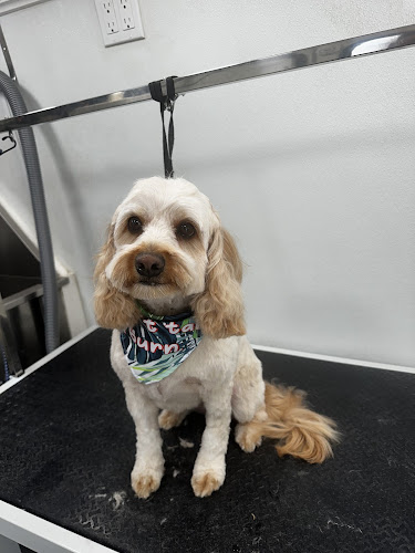 New Era Mobile Pet Grooming