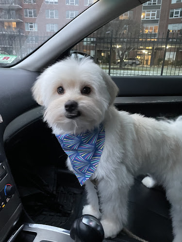 Newton Highlands Grooming and Pet Boutique