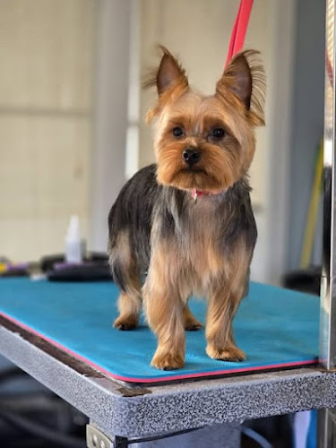 Nikki’s Grooming Pawlor