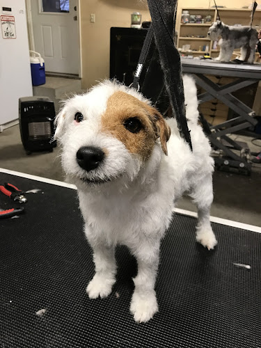 No Bad Hair Days Grooming, Boarding & Daycare