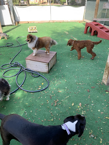 Noahs Pet Hotel & Spa