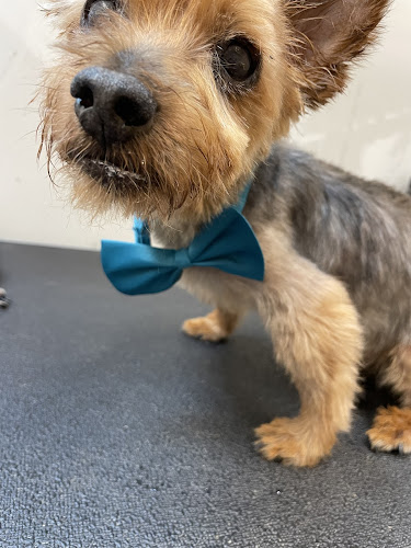 NOMA Pet Services & Takoma Mobile Grooming