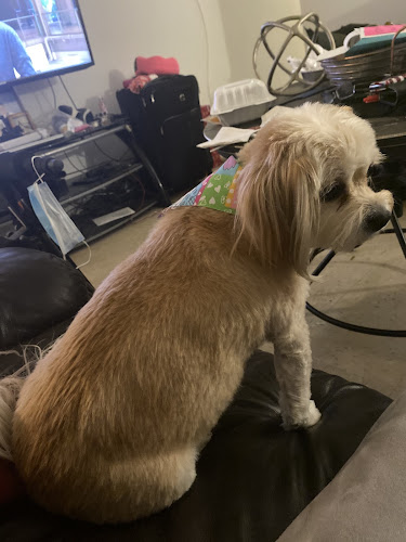 Noommy Inc Petshop & Grooming