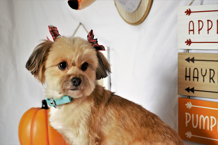 North Monroe Dog Grooming LLC