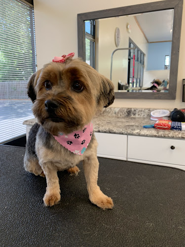 Northern Pawz Dog Grooming and Daycare