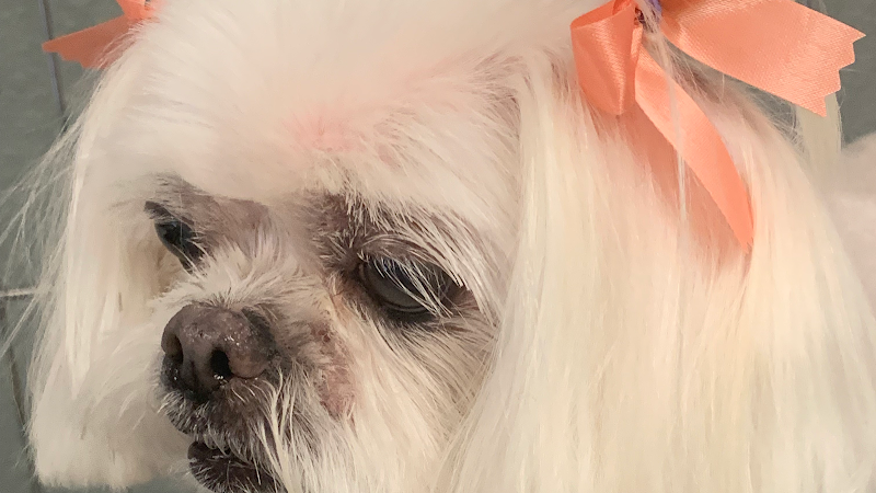 Nose To Toes Dog Grooming