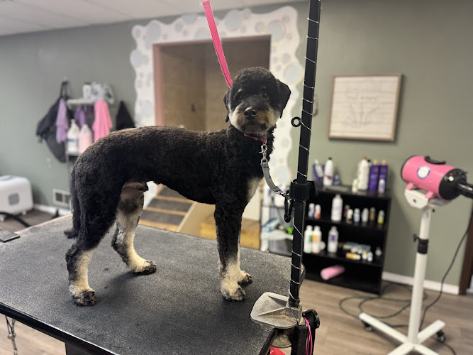Nova & Co. Pet Spa