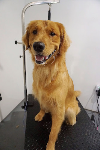 Oasis Dog Spa & Shoppe