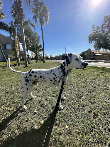Octavia's Doggie Paws