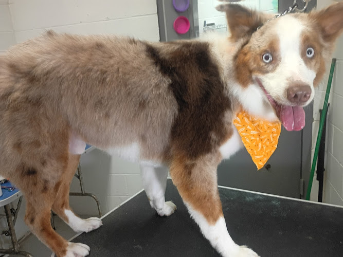 Ohio Valley Paws & Claws LLC