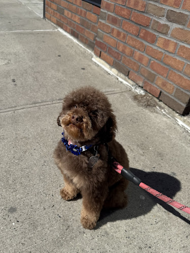 Old Dog Grooming Salon