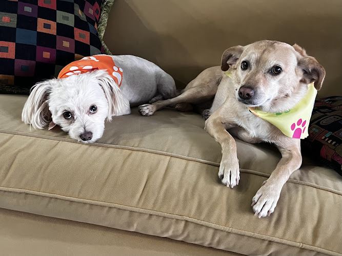 Old Village Dog Spa & Boutique